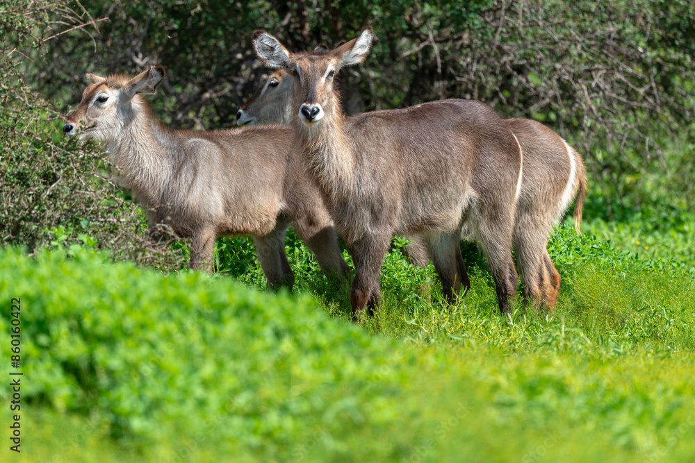 Cobe à croissant , Waterbuck, Kobus ellipsiprymnus, Parc national du Kruger, Afrique du Sud Cobe à croissant , Waterbuck, Kobus ellipsiprymnus, Parc national du Kruger, Afrique du Sud