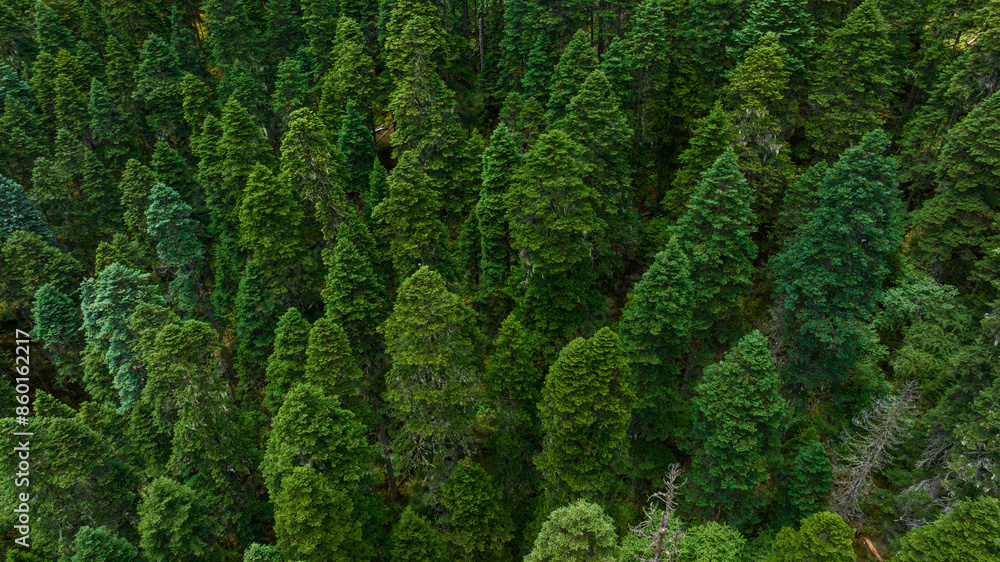 Fototapeta premium Aerial view of beautiful high altitude forest mountain landscape