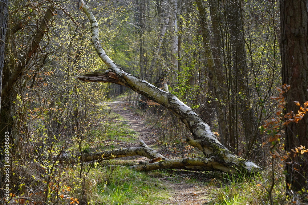 Umgestürzter Baum über einem Weg Umgestürzter Baum über einem Weg