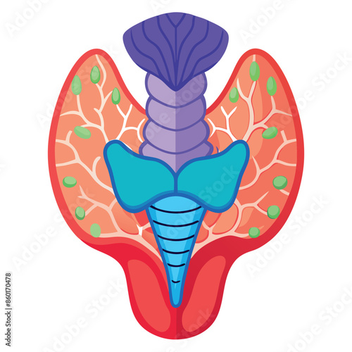 Thyroid anatomy, including the trachea and throat-protecting gland
