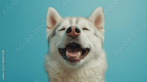 Joyful Husky. Isolated against a vibrant blue background. Canine. Dog. Pet. Siberian Husky 