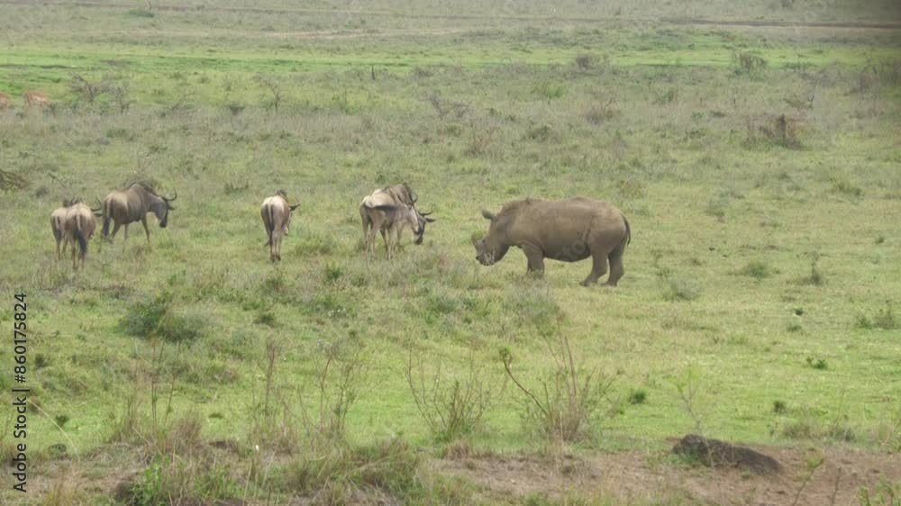 a rhino chases a herd of wildebeest in the savanna a rhino chases a herd of wildebeest in the savanna