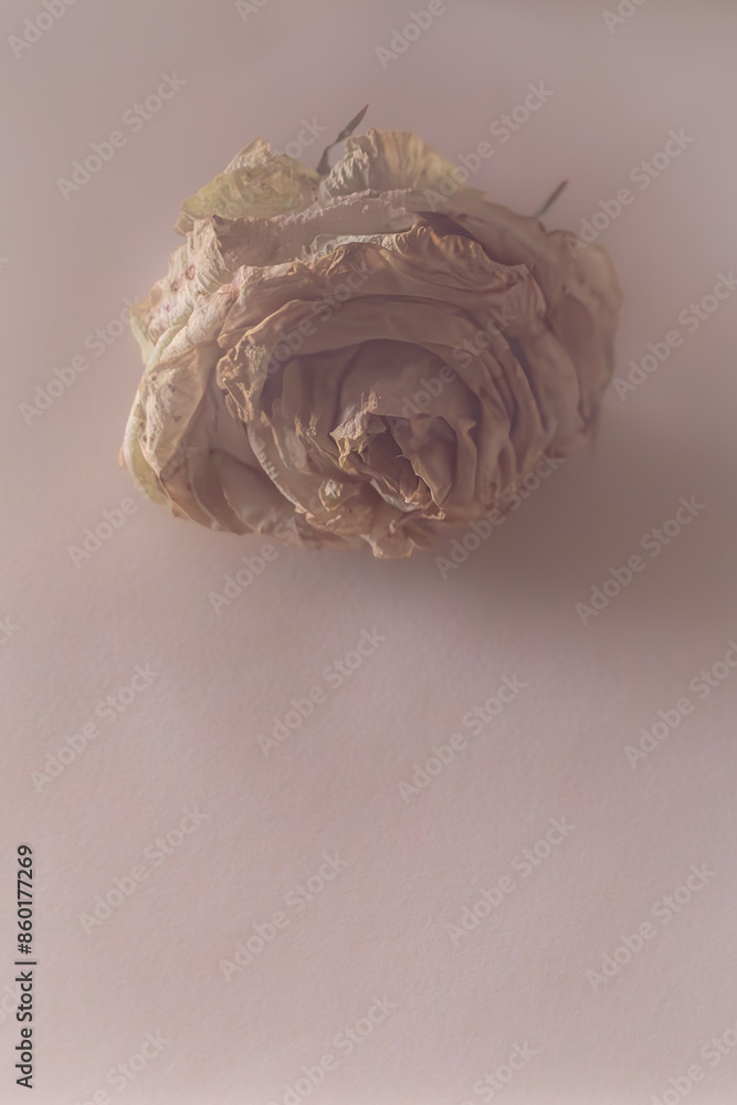 Fototapeta premium Withered flowers. Shadows on objects. A rose in the mist. Dead flowers. Pastel colors. Dry flowers. A woman's hand holds a flower. Ash pink. Gothic style. Ancient sculpture. Interior photo. 