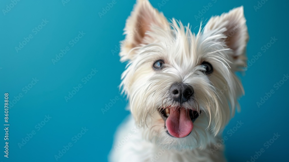Joyful White Terrier, Westie. Isolated against a vibrant blue background. Canine. Dog. Pet. Joyful White Terrier, Westie. Isolated against a vibrant blue background. Canine. Dog. Pet.