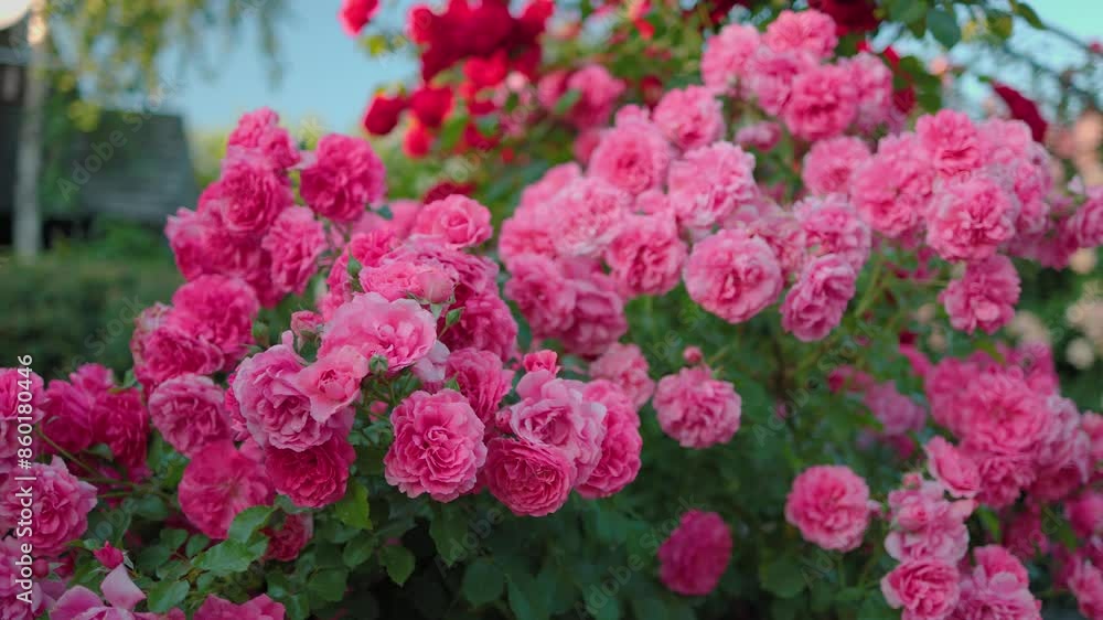 Beautiful pink roses on a background of green leaves. In this enchanting video, you'll be captivated by the mesmerizing beauty of delicate pink roses in full bloom. Beautiful pink roses on a background of green leaves. In this enchanting video, you'll be captivated by the mesmerizing beauty of delicate pink roses in full bloom.
