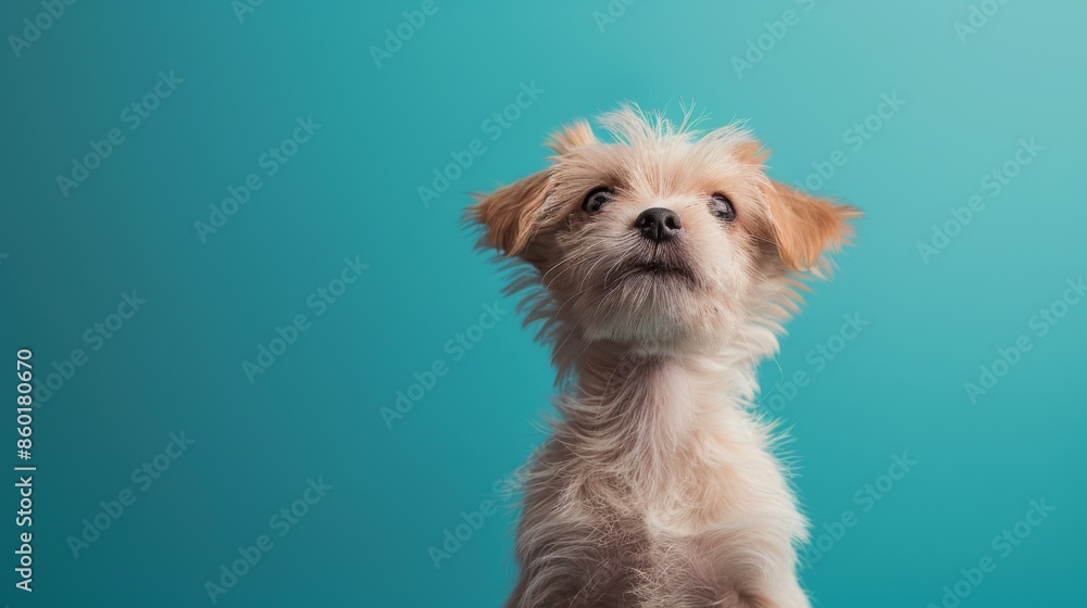 Joyful White Terrier, Westie. Isolated against a vibrant blue background. Canine. Dog. Pet. Joyful White Terrier, Westie. Isolated against a vibrant blue background. Canine. Dog. Pet.