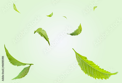 Photography Neem leaves are fluttering in the air.
