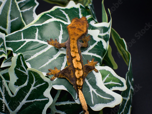 a domestic creested gecko portrait photo