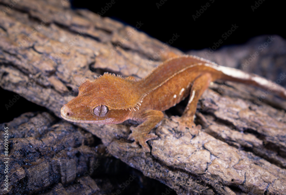 a domestic creested gecko portrait a domestic creested gecko portrait