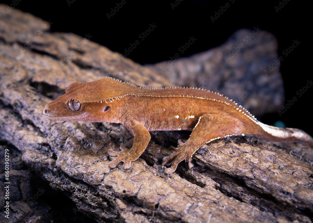 a domestic creested gecko portrait a domestic creested gecko portrait