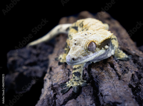 a domestic creested gecko portrait photo