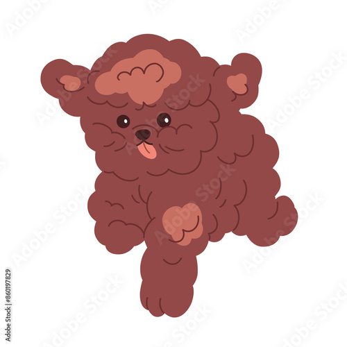 Toy Poodle, cute puppy running. Funny little miniature dog rushing. Adorable doggy with tongue out. Amusing pup, sweet canine animal. Flat graphic  illustration isolated on white background