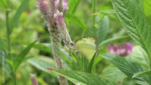 A butterfly looks for nectar on a flower