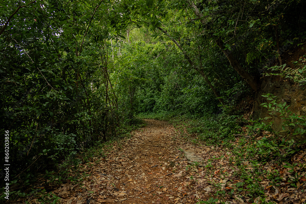 Walkway With Green Trees in Forest. Beautiful Alley In Park. Pathway Way Through Dark Forest. Walkway With Green Trees in Forest. Beautiful Alley In Park. Pathway Way Through Dark Forest.