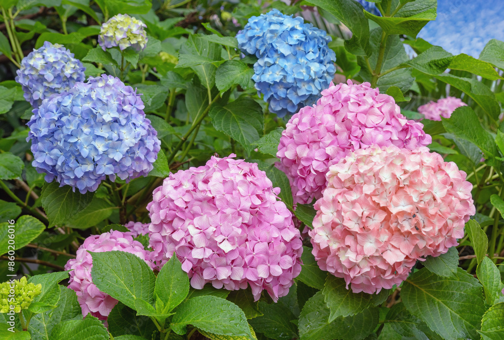 Beautiful colorful Hydrangea flowers after the rain in garden. Hydrangea macrophylla Beautiful colorful Hydrangea flowers after the rain in garden. Hydrangea macrophylla