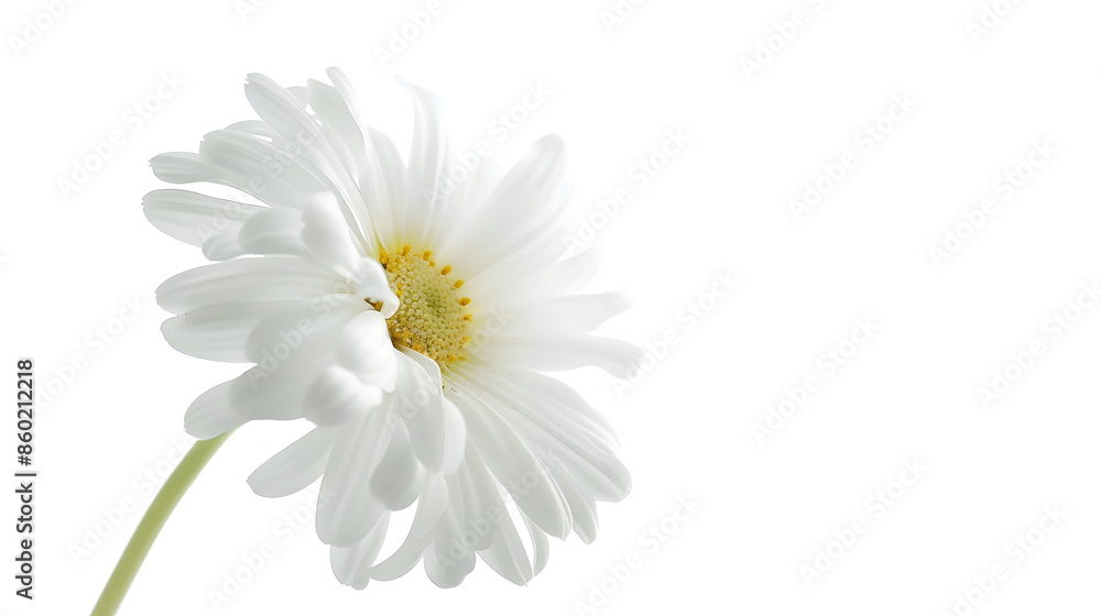Obraz premium Beautiful white Daisy Marguerite isolated on white background including clipping path : Generative AI