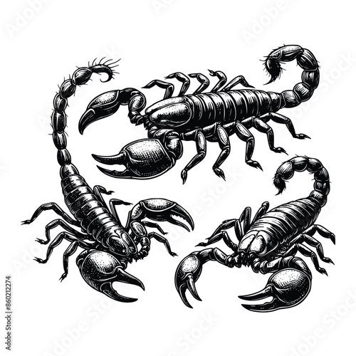 set of scorpions illustration. hand drawn scorpion in black and white vector illustration, isolated white background