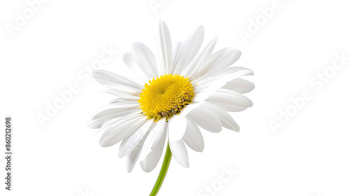Beautiful daisy blossom isolated on white background : Generative AI