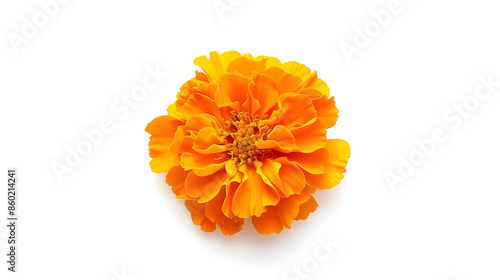 fresh marigold or tagetes erecta flower isolated on white background with full depth of field Top view Flat lay : Generative AI