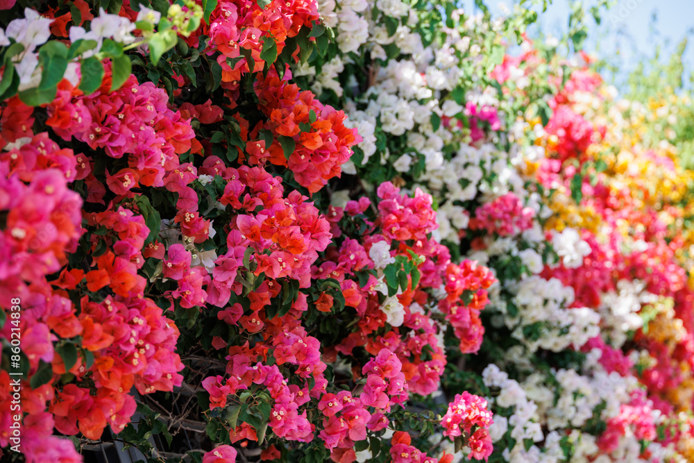 colorful bougainvillea spring background colorful bougainvillea spring background