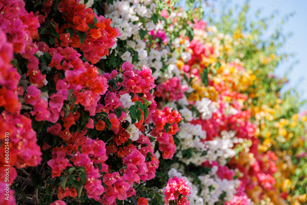 colorful bougainvillea spring background colorful bougainvillea spring background