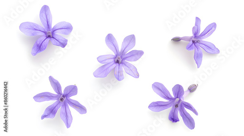 Lavender flowers isolated on white background top view : Generative AI