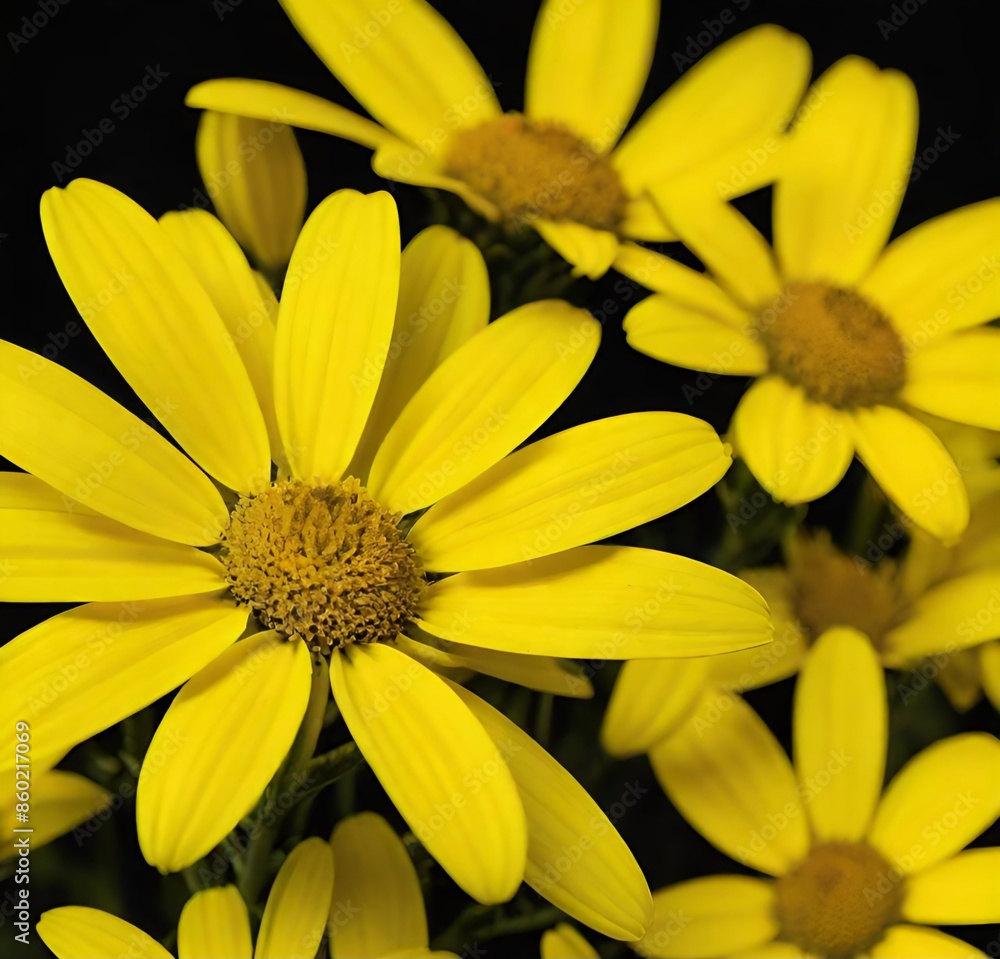 yellow chrysanthemum flower, sunflower, nature, summer, plant, garden, flowers, flora, sun, blossom, petals, petal, macro, bloom yellow chrysanthemum flower, sunflower, nature, summer, plant, garden, flowers, flora, sun, blossom, petals, petal, macro, bloom