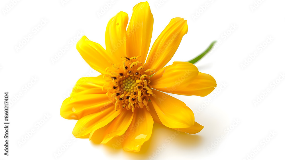 Obraz premium Yellow flower isolated on white background : Generative AI
