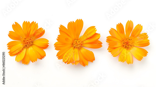 marigold flowers isolated on white background calendula flower top view : Generative AI photo