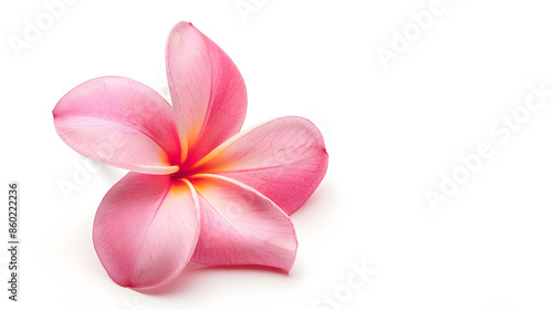 Fresh beautiful Plumeria Rubra pink flower isolated on white background : Generative AI