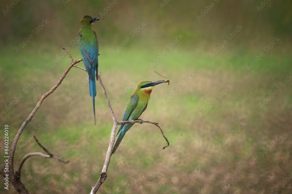 Obraz premium Blue-tailed Bee-eater (Merops Philippinus),it is predominantly green; its face has a narrow blue patch with a black eye stripe, and a yellow and brown throat; the tail is blue and the beak is black. 