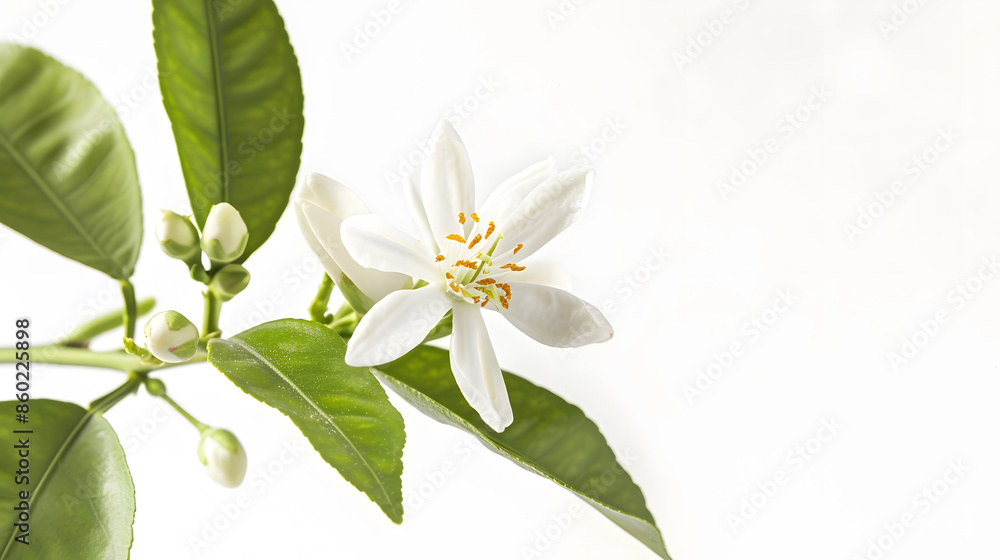 Obraz premium Orange tree blossom single white flower isolated on white Neroli citrus bloom : Generative AI