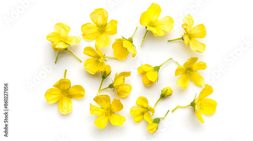 Rapeseed flowers isolated on white background : Generative AI