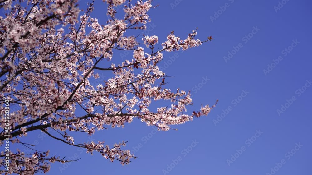 Bees collect nectar from a blossoming apricot tree against a blue sky. High quality 4k footage Bees collect nectar from a blossoming apricot tree against a blue sky. High quality 4k footage
