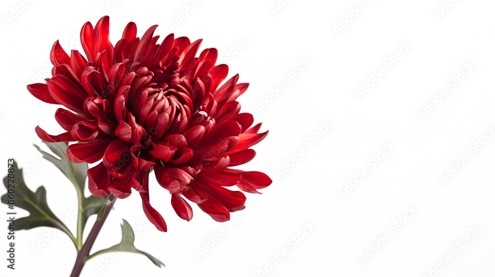 red flower chrysanthemum garden flower white isolated background with clipping path Closeup no shadows Nature : Generative AI red flower chrysanthemum garden flower white isolated background with clipping path Closeup no shadows Nature : Generative AI