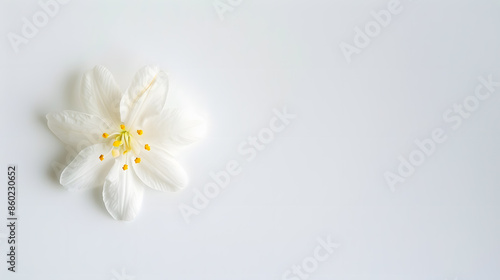 Jasmine flower isolated on white background Flat lay top view : Generative AI