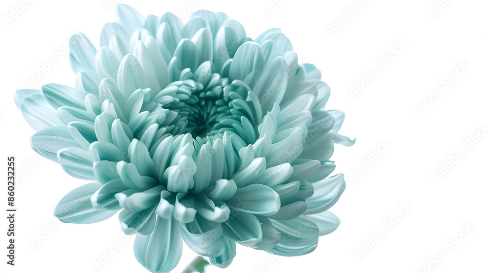 Obraz premium Light turquoise chrysanthemum Flower on a white isolated background with clipping path For design Closeup Nature : Generative AI