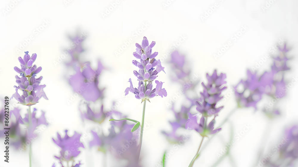 Lavender flowers isolated on white background : Generative AI Lavender flowers isolated on white background : Generative AI