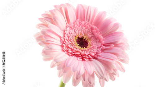 Pink gerbera flower Isolated on white background : Generative AI
