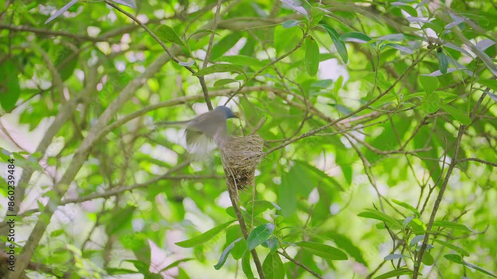 Black naped monarch female fly to nest with food in slow motion Black naped monarch female fly to nest with food in slow motion