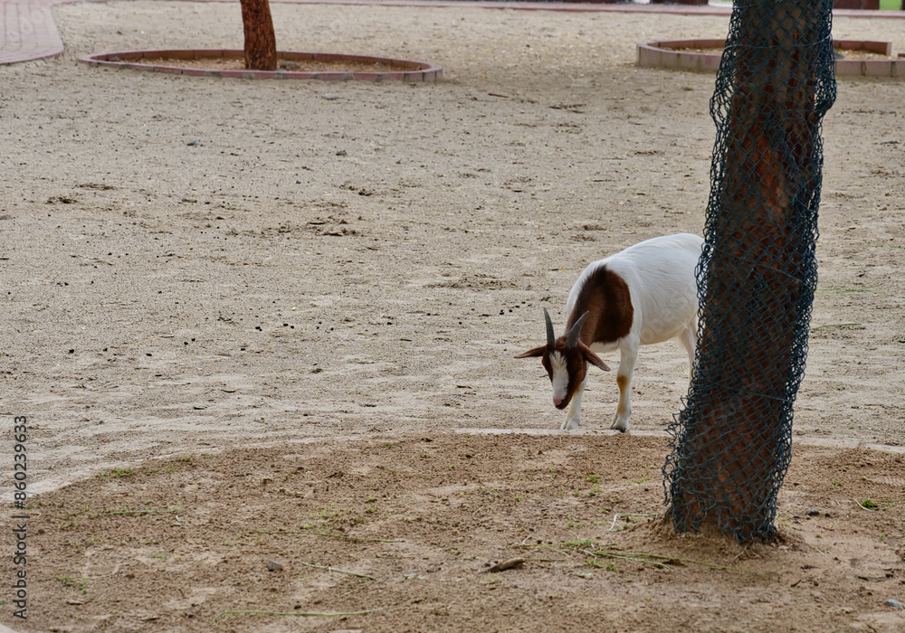 custom made wallpaper toronto digitala Goat in a zoo