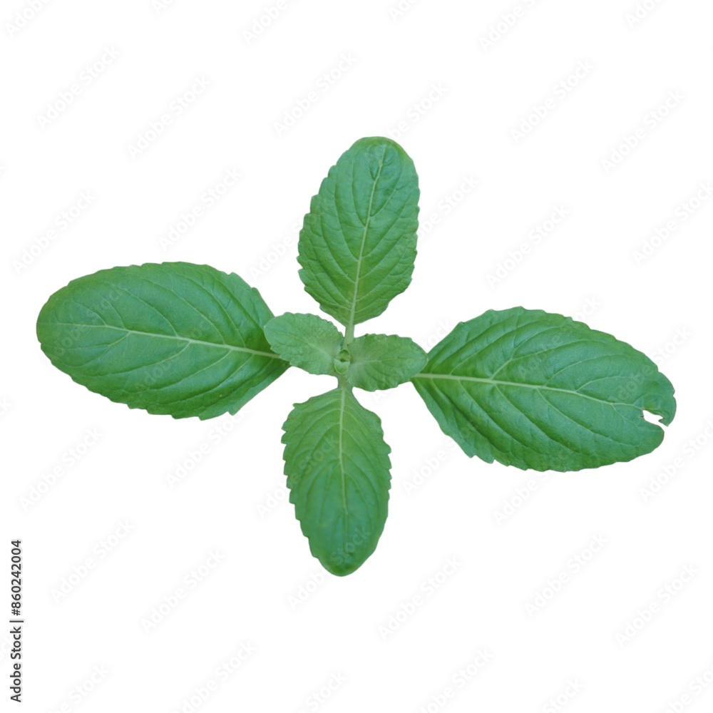 Dicut of fruit and flower in white background Dicut of fruit and flower in white background