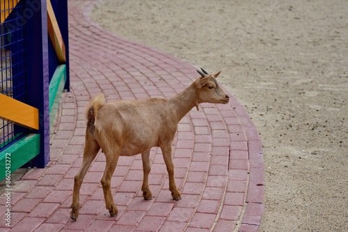 Wallpaper Mural a goat in Dubai Safari zoo Torontodigital.ca
