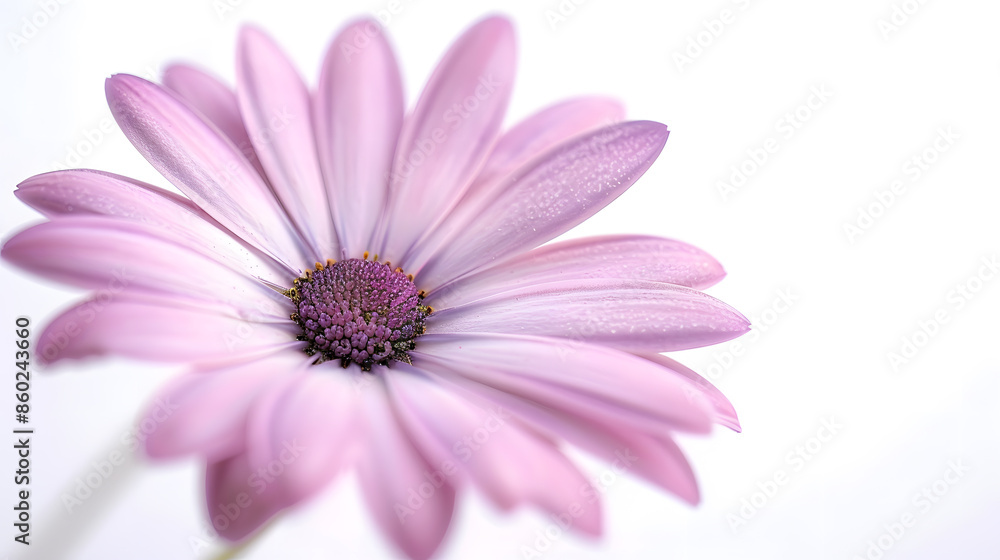 Osteosperumum Flower Daisy Isolated on White Background Macro Closeup : Generative AI Osteosperumum Flower Daisy Isolated on White Background Macro Closeup : Generative AI