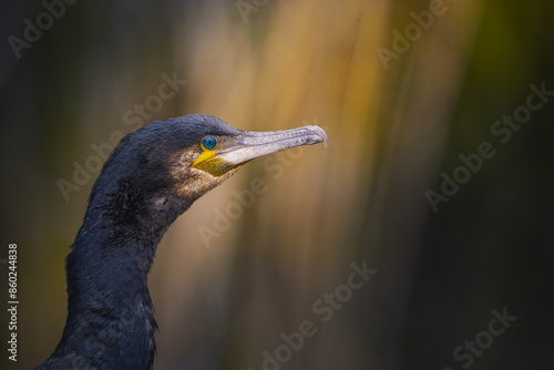 Great Cormorant