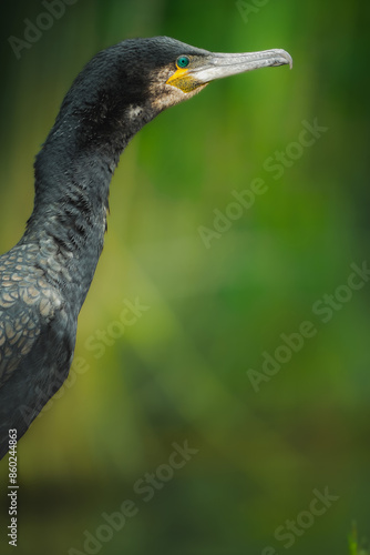 Great Cormorant