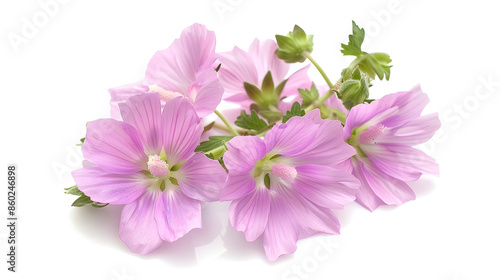 Greater musk mallow flowers isolated  on white background : Generative AI