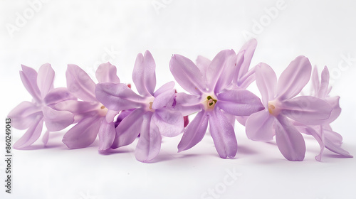 Studio Shot of Lilac Colored Colhicum Flowers Isolated on White Background Large Depth of Field DOF Macro : Generative AI photo