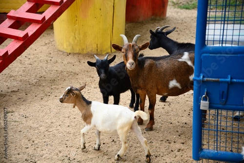 Wallpaper Mural goat on the zoo Torontodigital.ca