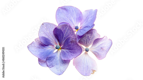 Pressed hydrangea flower clipart isolated on white background with clipping path : Generative AI © Generative AI